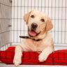 pet hygine and why it is important to clean kennels